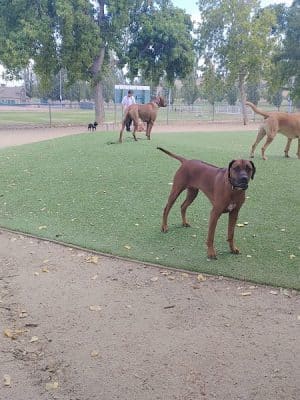 Benicia Dog Park