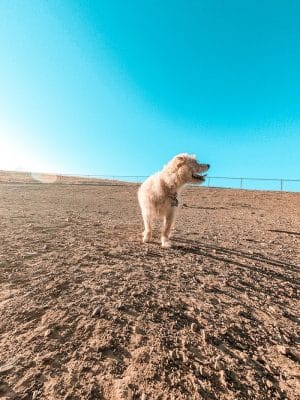 Benicia Dog Park