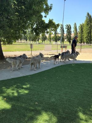 Benicia Dog Park