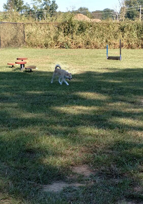 Benton Dog Park