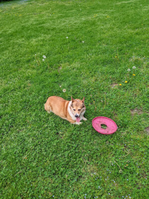 St. Joseph dog park