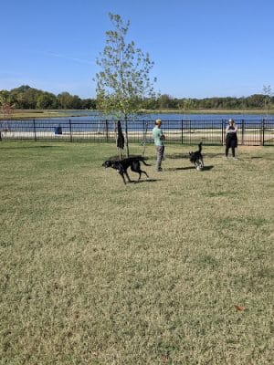 Osage Dog Park - Bentonville, AR