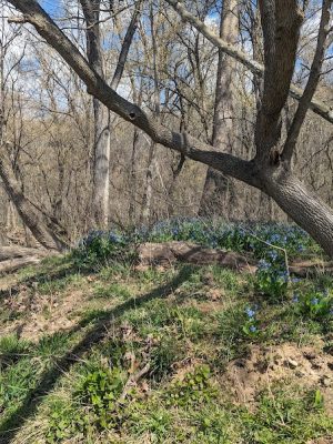 Shenandoah River State Park - Bentonville, VA
