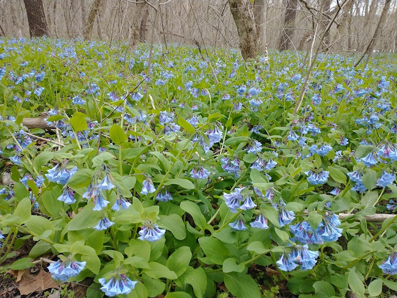 Shenandoah River State Park - Bentonville, VA
