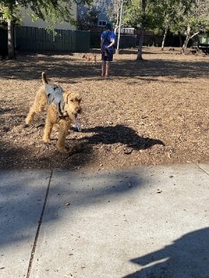 Ohlone Dog Park