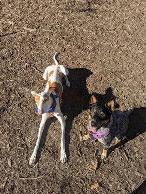 Ohlone Dog Park