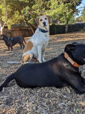 Ohlone Dog Park