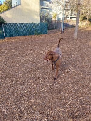 Ohlone Dog Park