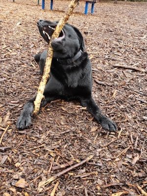 Ohlone Dog Park
