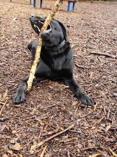 Ohlone Dog Park