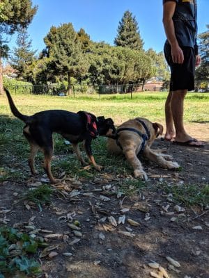 Ohlone Dog Park