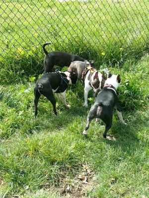 Ohlone Dog Park