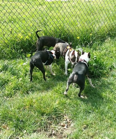 Ohlone Dog Park
