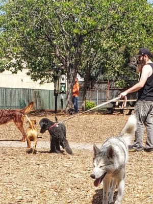 Ohlone Dog Park