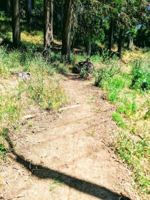 Sourgrass Path