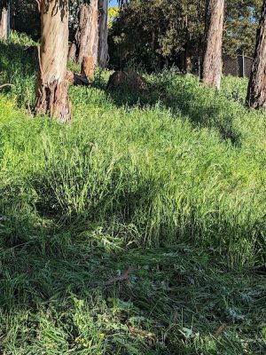 Sourgrass Path