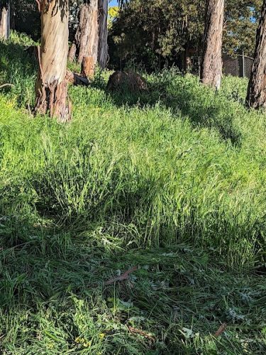 Sourgrass Path