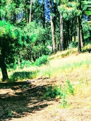 Sourgrass Path