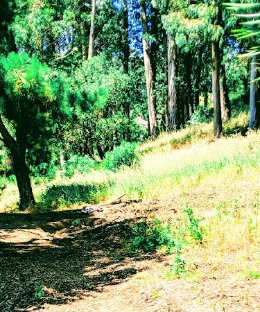 Sourgrass Path