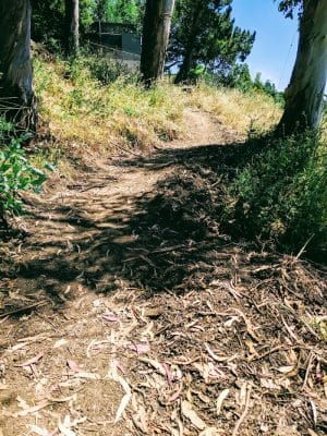 Sourgrass Path