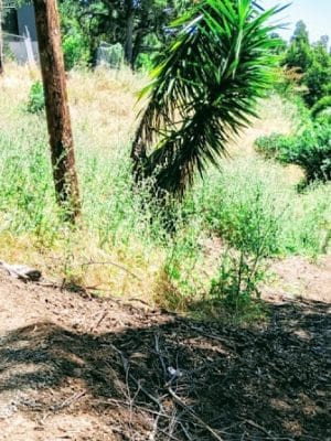 Sourgrass Path