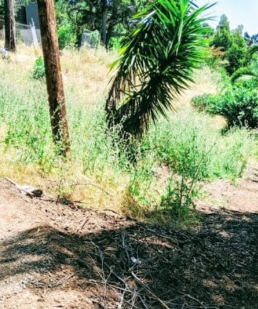 Sourgrass Path