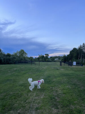 Berlin Dog Park (Leash Free Area)