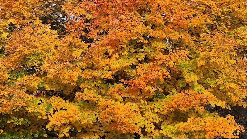 Berrien Township Range Line Park - Berrien Springs,