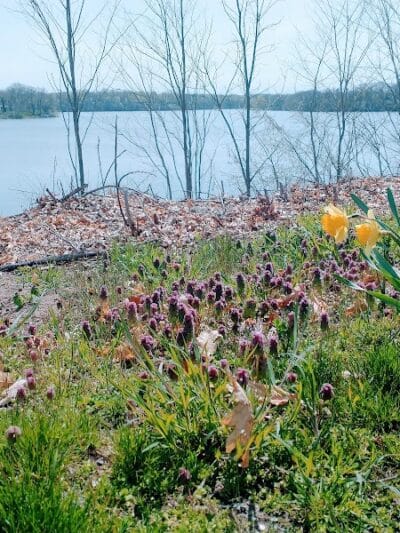 Wolf's Prairie Park - Berrien Springs,