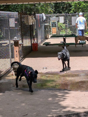 Cabin John Regional Dog Park
