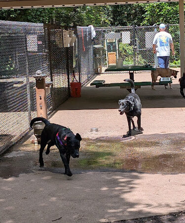 Cabin John Regional Dog Park