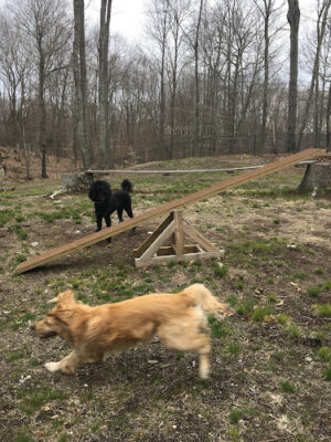 Downback Dog Park ( Members only by appointment! )