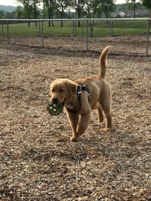 Hanover Township Dog Park