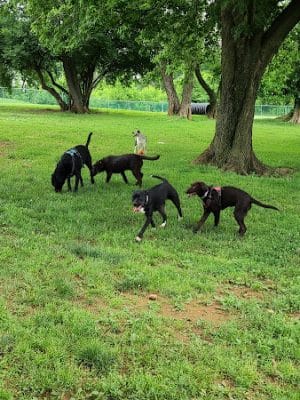 Monocacy park-off leash recreation area