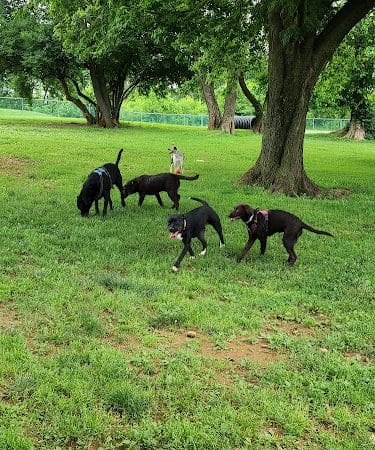Monocacy park-off leash recreation area