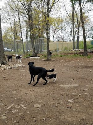 Beverly Dog Park