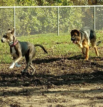 Brutus Dog Park - Big Rapids, MI