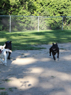 Brutus Dog Park