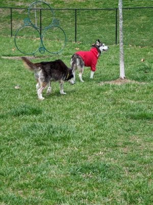 Big Stone Gap Dog Park - Big Stone Gap, VA