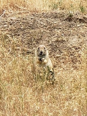 Greycliff Prairie Dog Town State Park