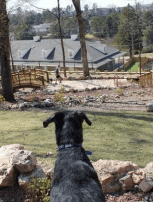 Cahaba Beach Dog Park