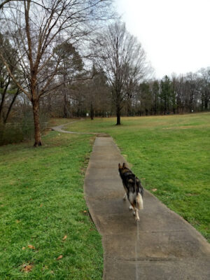 Green Springs Dog Park