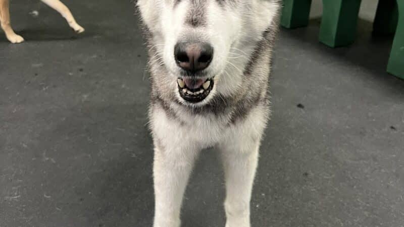 Dogtopia of Birmingham - Birmingham,