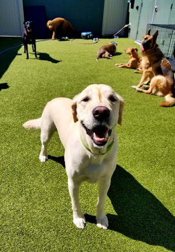 Dogtopia of Birmingham