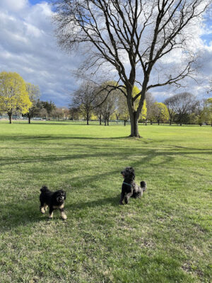 Poppleton Park