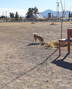 Bisbee Dog Park