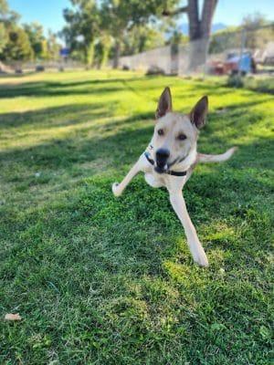 Bishop Dog Park