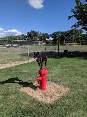 Bishop Dog Park