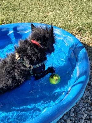 Bishop Dog Park