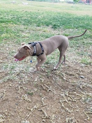 Bishop Dog Park